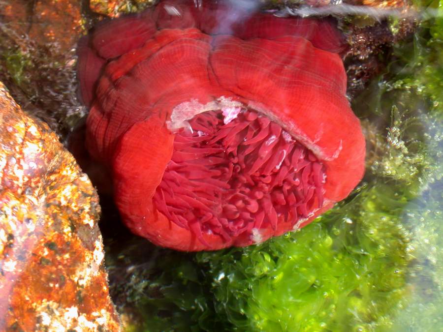 Actinia equina (Linn, 1758)